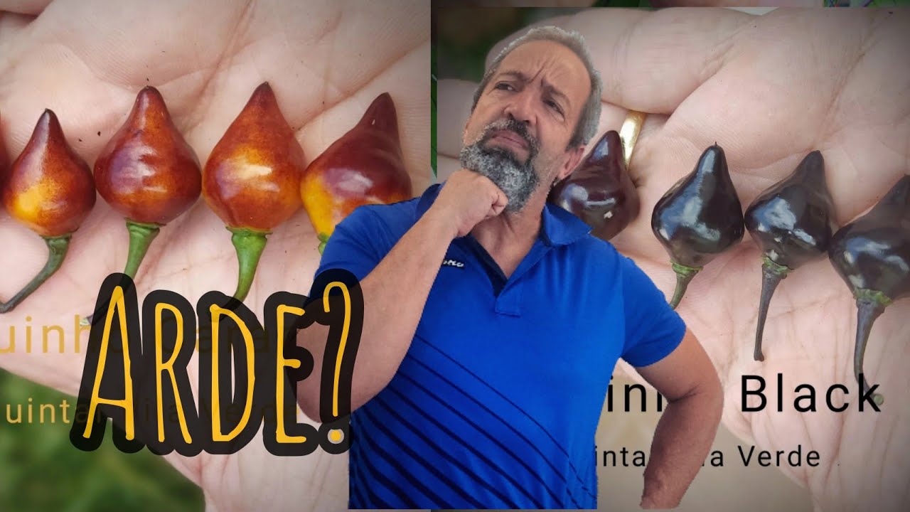 Pimenta 96 - Biquinho Caramel e Black - Chupetinho. Coleção de Pimentas do Quintal Vila Verde