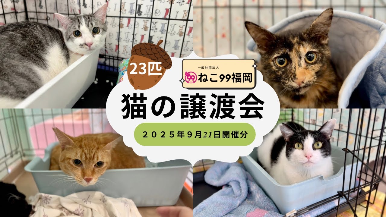 23匹の激カワ推し猫大集合！ピーツー譲渡会【2025/9/21】全猫チャプターで癒しMAX #ねこ99福岡