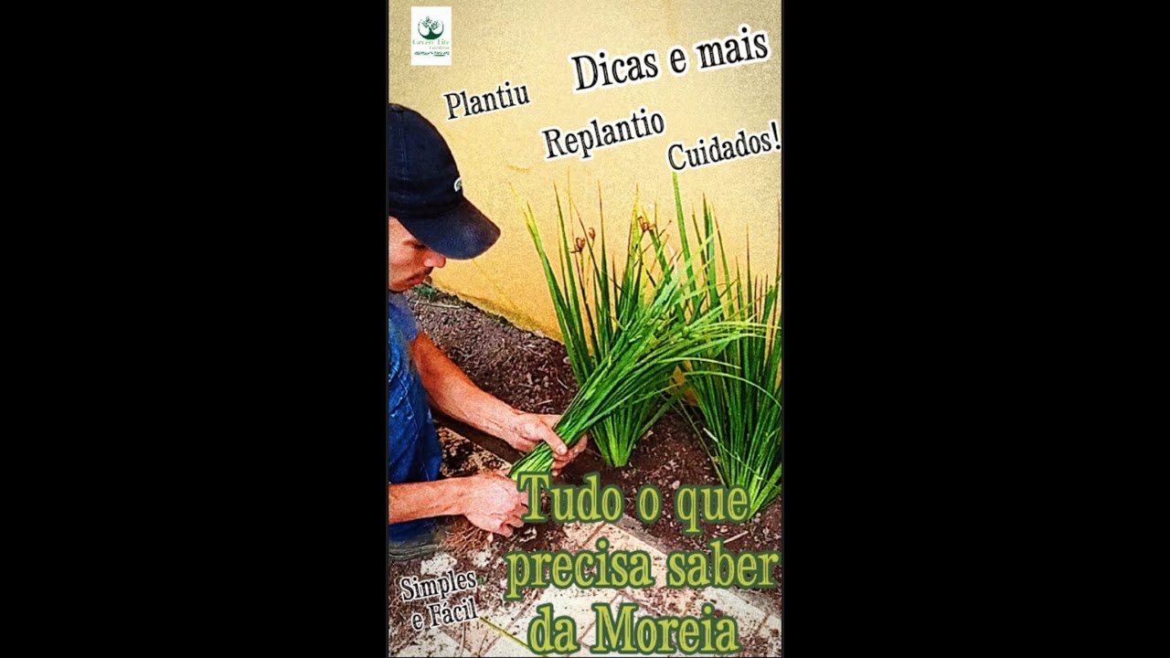 Planta, (Moreia, Dietes-bicolor) Manutenção, plantio e Replantio, reprodução e outras dicas.