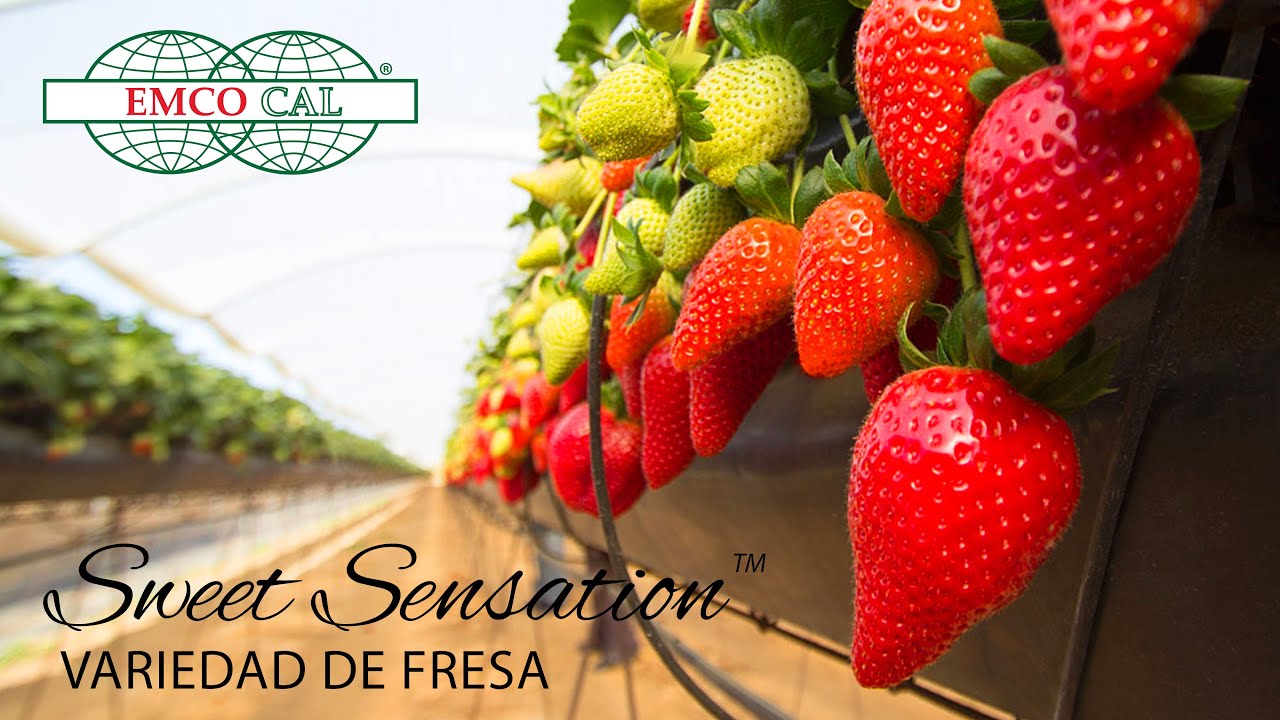 EMCO CAL - Sweet Sensation&reg; Variedad de Fresa - Subtitulo en Espa&ntilde;ol