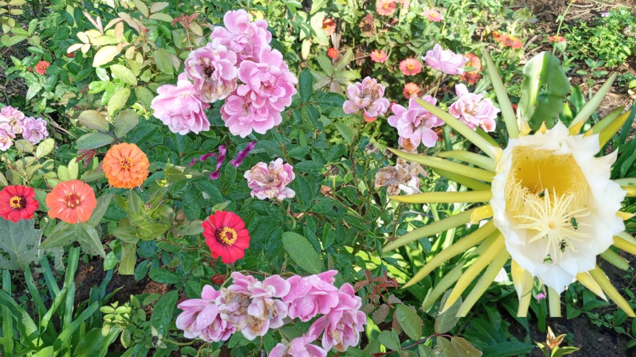 Mostrando Meu Jardim (tour pelas plantas)