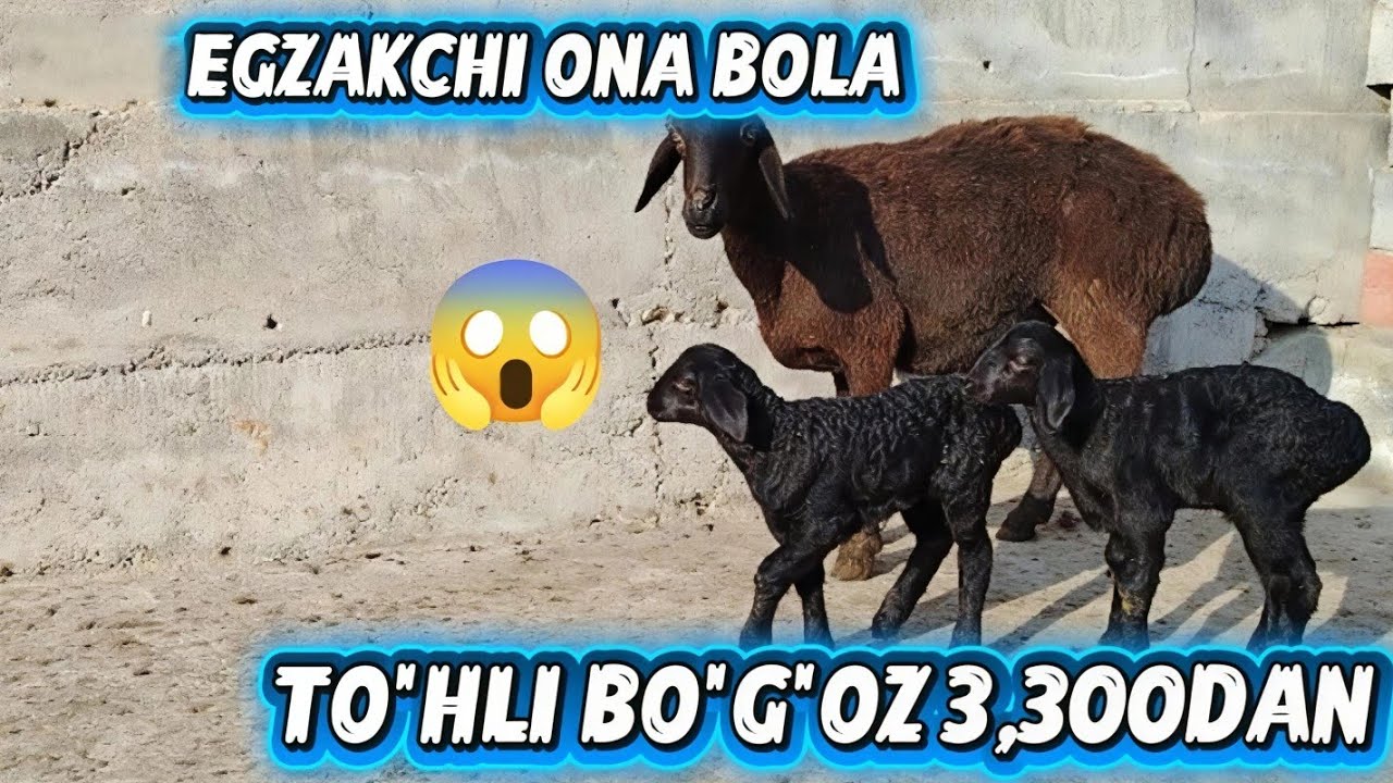 EGZAKCHI ONA BOLA NAHT TO'HLI BO'G'OZ SOVLIQLAR 3,300DAN