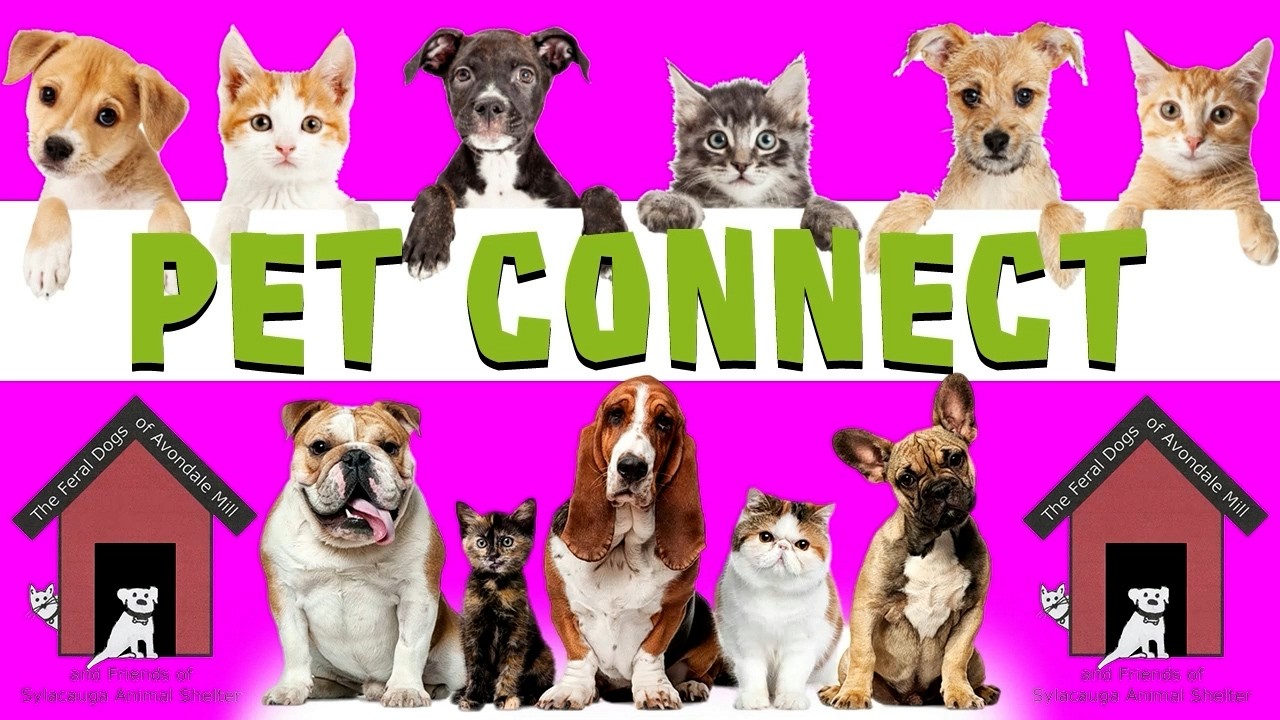 Pet Connect - 2/18/2026