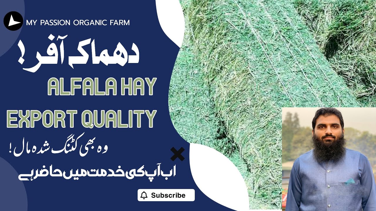 Alfalfa hay available in Pakistan best for goats & rabbits