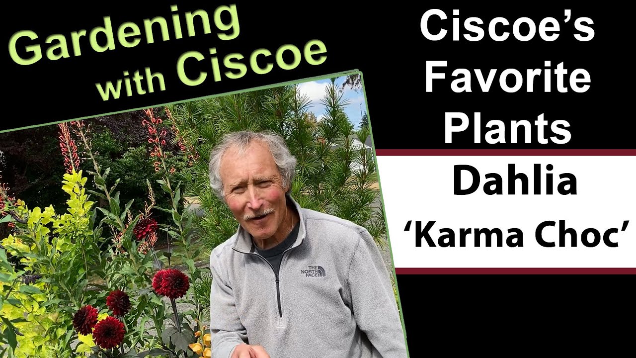 Ciscoe's Favorite Plants: Dahlia 'Karma Choc'