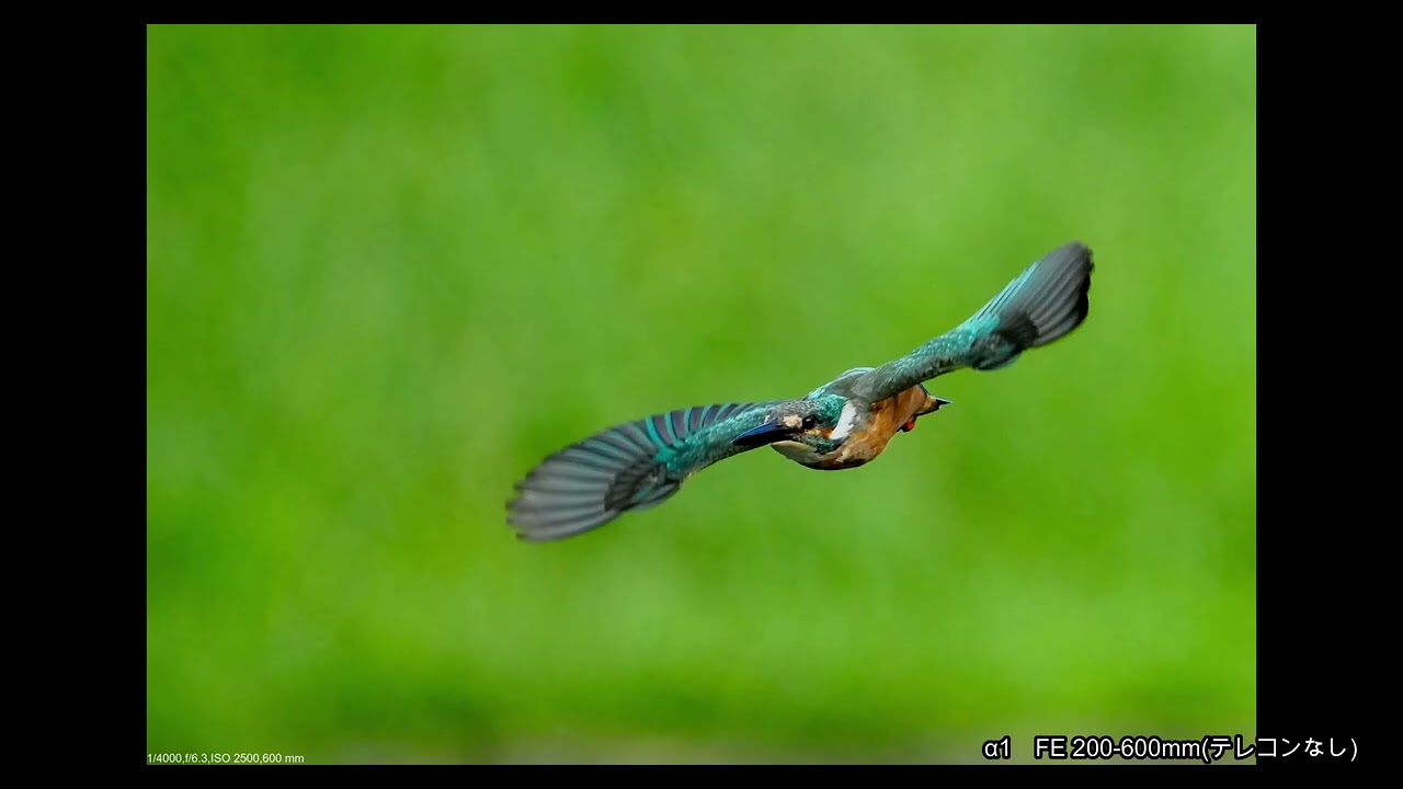 カワセミ(写真)撮影　2022.8.20　α1 FE 200-600mm