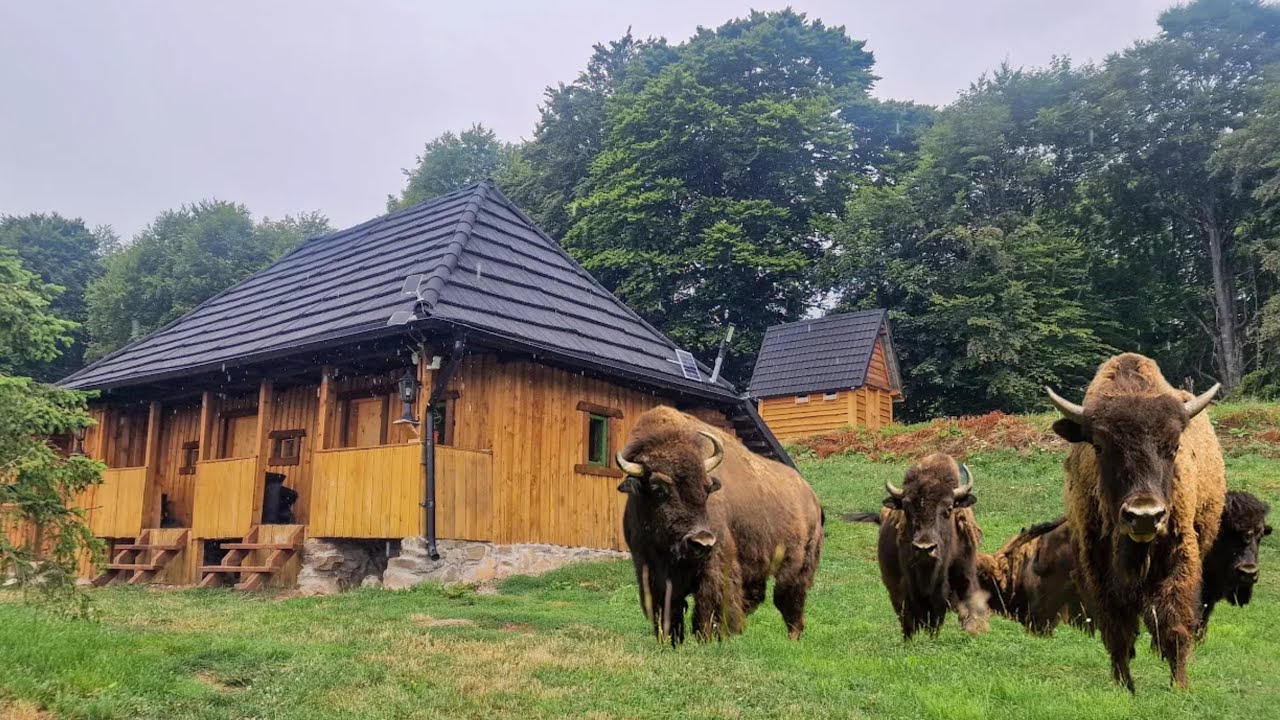 #39 Bison Herd Near the Cabin, Never Ending Storms, Working on the Tree House