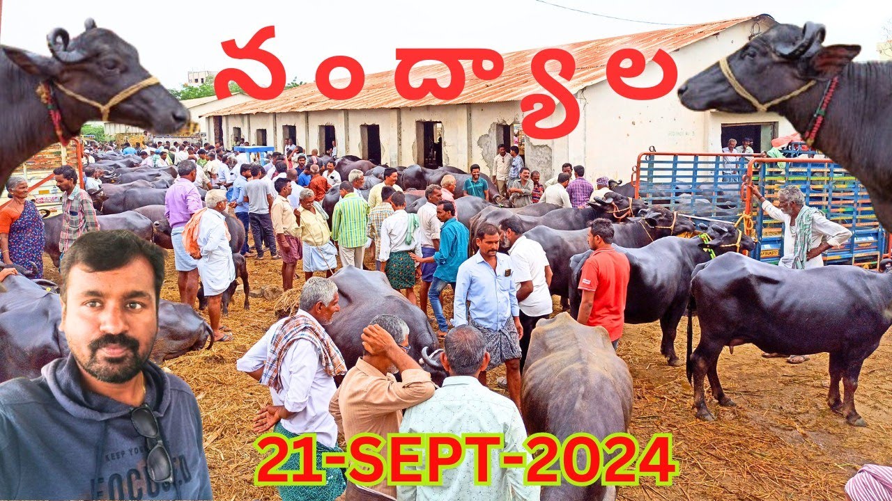 నంద్యాల శనివారం గేదెల మార్కెట్ || Nandyal Buffalo Market Information @manakyparavindrareddyvlogs