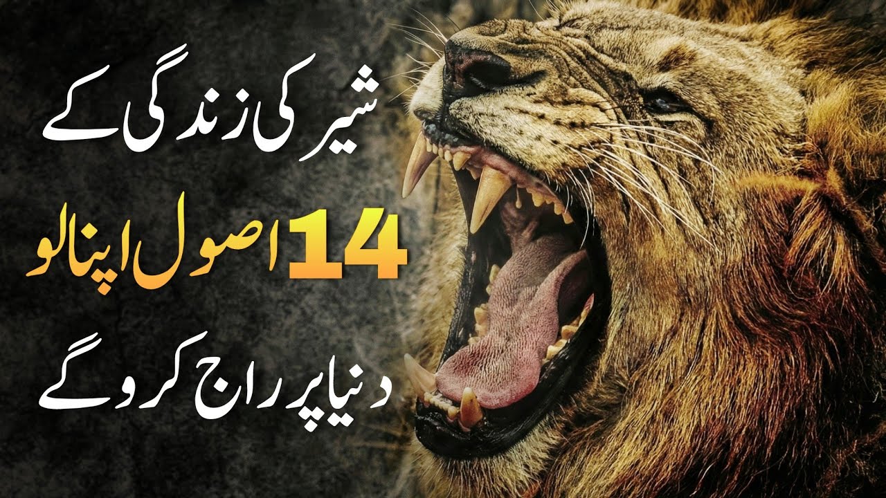 Why People Instinctively Respect Dominant Men (Lion Psychology)