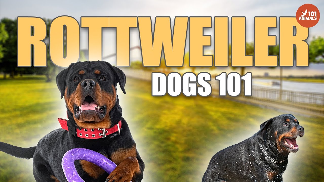 ROTTWEILER Breed 101: The Loyal Guardian of Your Family