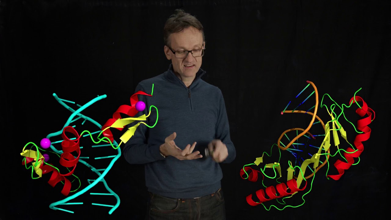 Lecture 07, concept 28: DNA-binding a+b structures - zinc finger & TATA-binding protein