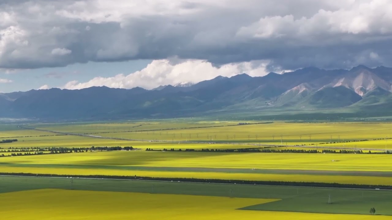Golden sea of rapeseed flowers attract tourists in Qinghai
