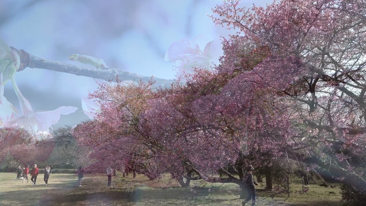 2026年2月28日　佐倉城址公園－河津桜・梅・緋寒桜－