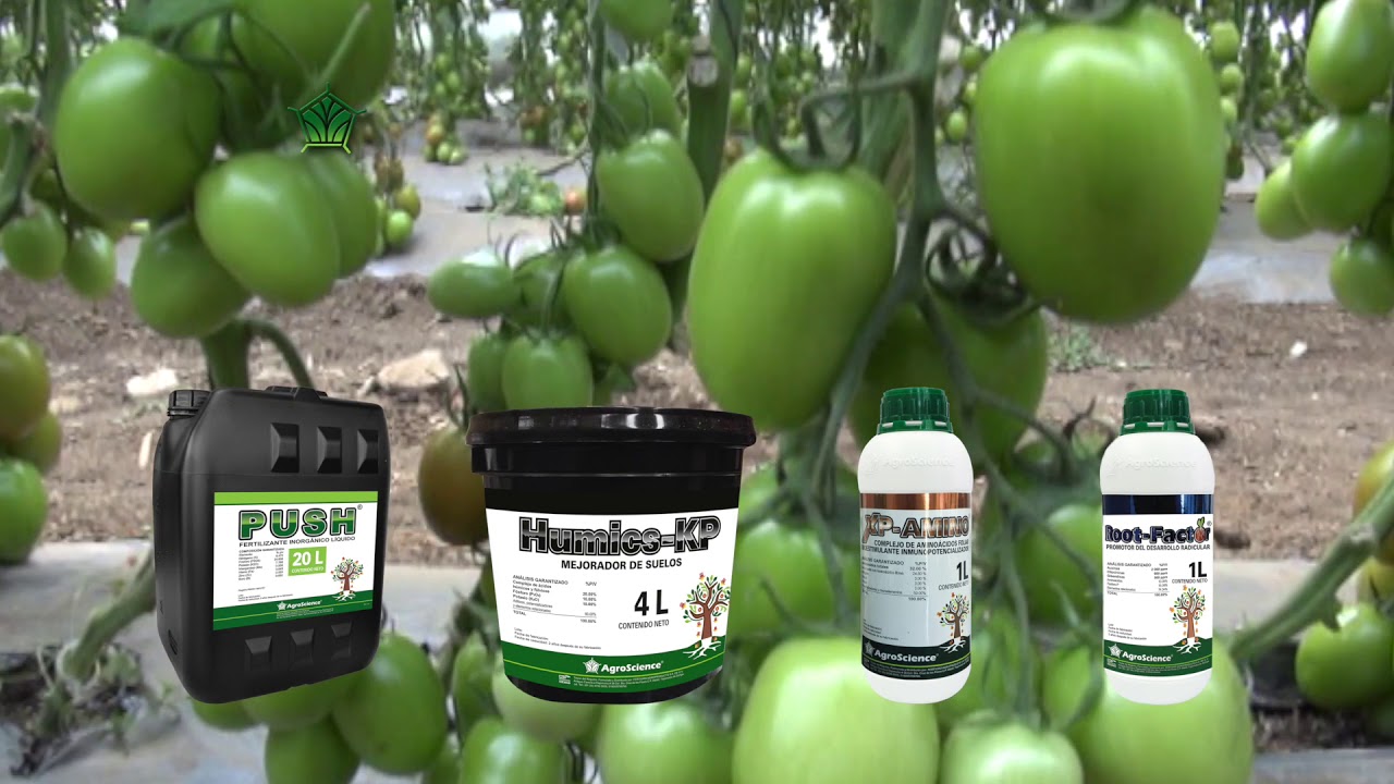 AgroScience | Caso de Éxito de Tomate