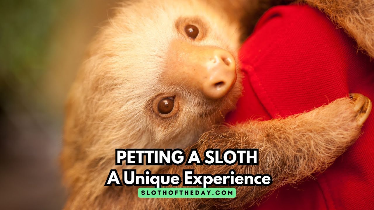 Petting a Sloth A Unique Experience in Gentle Wildlife Interaction