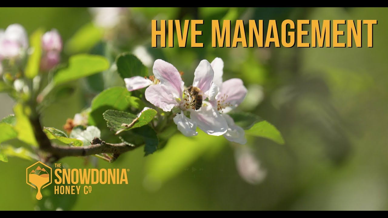 Hive Management | Beekeeping Problem Solving | The Waggle Dance!