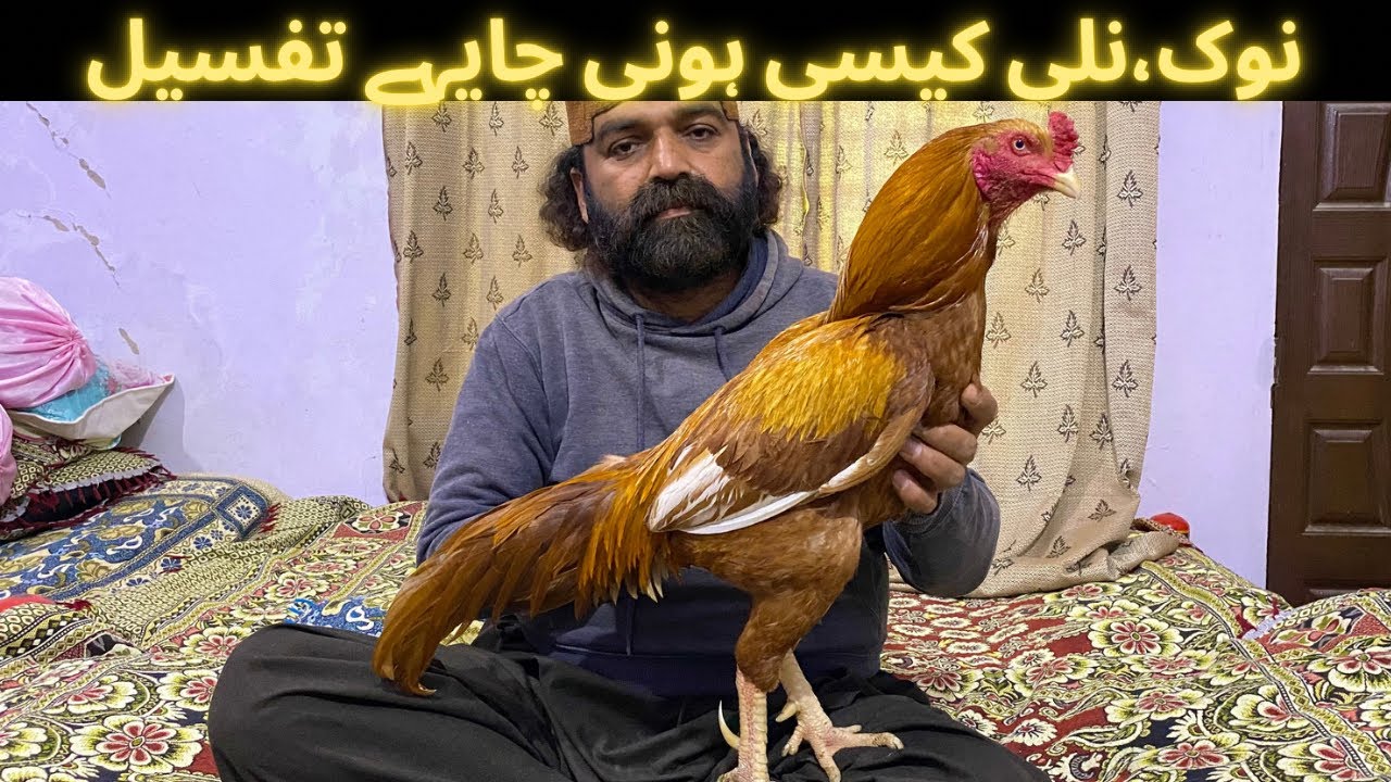 Perfect Aseel Murghay Ki Naliyan Kesi Hoti Hen