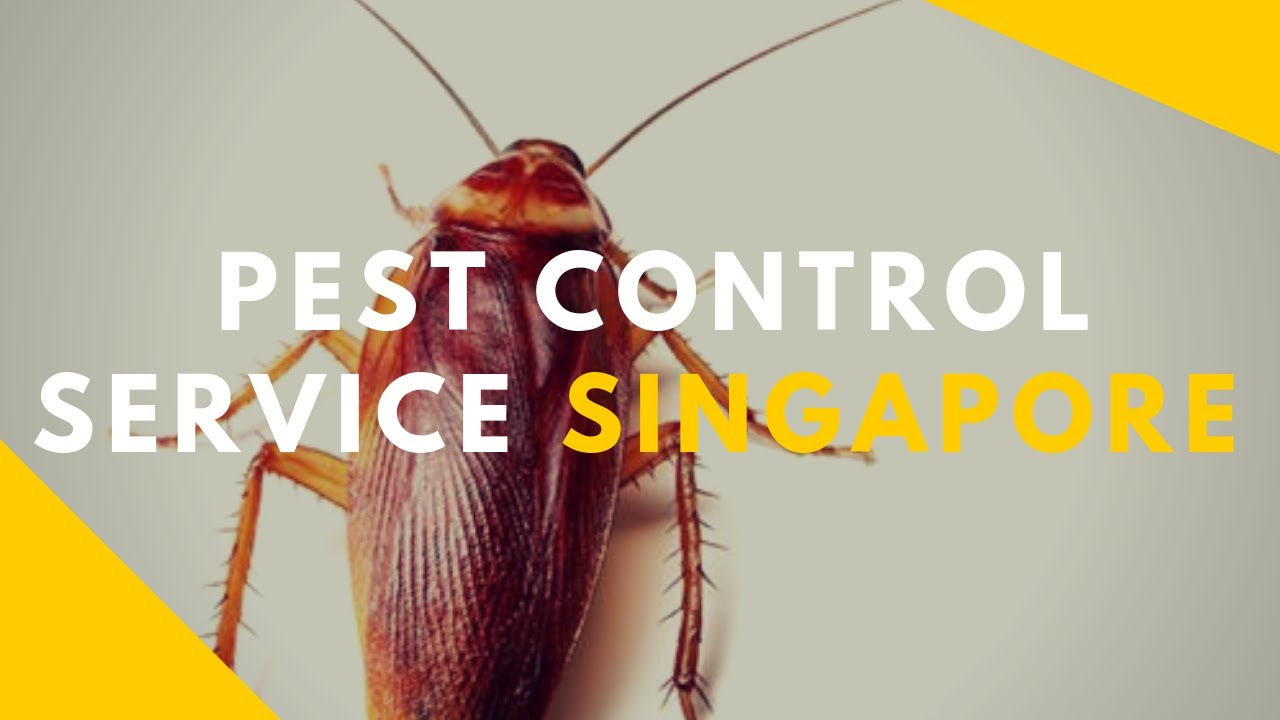 Pesticon Pest  Control Service Singapore | Pesticon +65 88007378 (8800PEST)