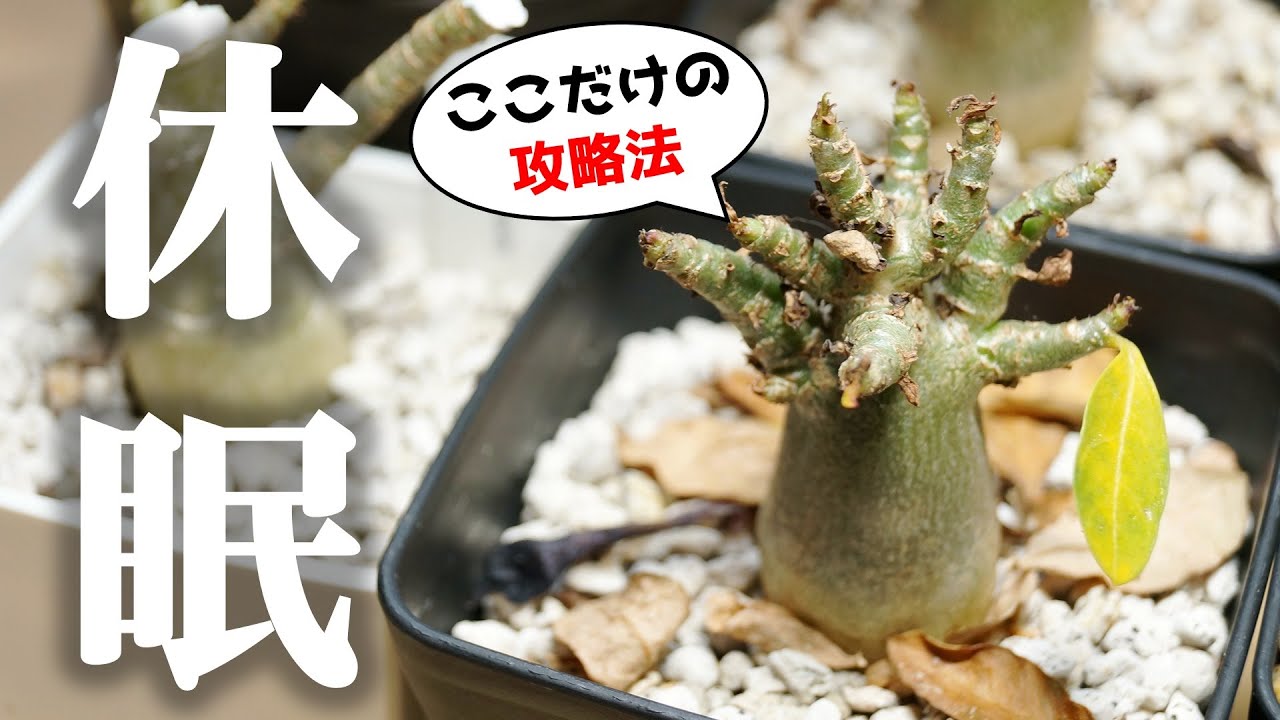 観葉植物が枯れてきた…、冬越しのポイント！【アデニウム】