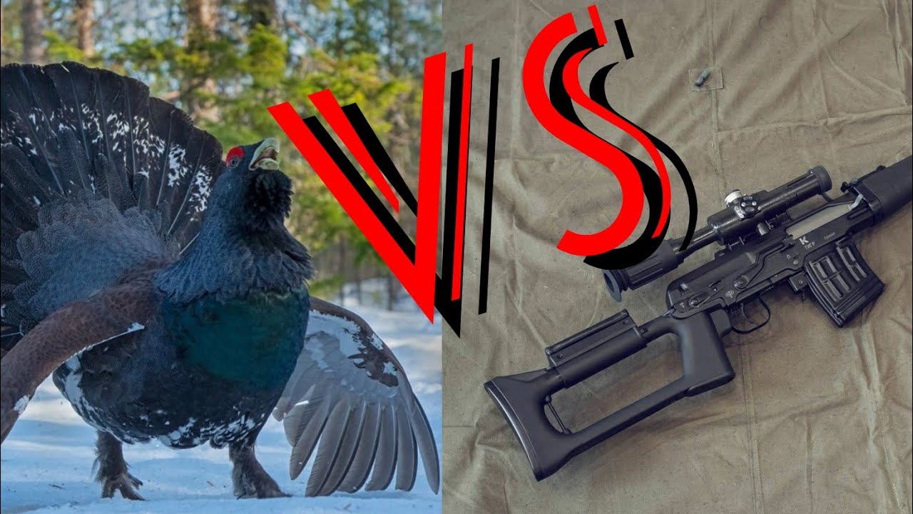 Глухарь VS КАРАБИН ТИГР. (СВД). Охота на глухаря. (2020)