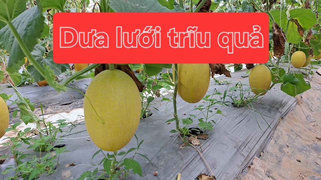 Đột nhập vườn dưa lưới ở Quảng Phú xem trái trĩu quả ngày giáp Tết