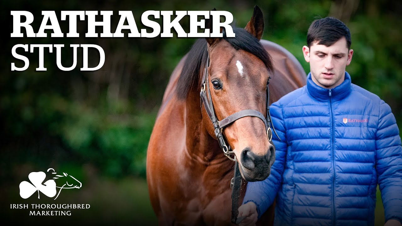 Irish Stallion Showcase 2021 - Rathasker Stud
