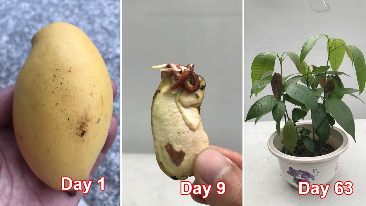 Советы по выращиванию манго из косточек манго