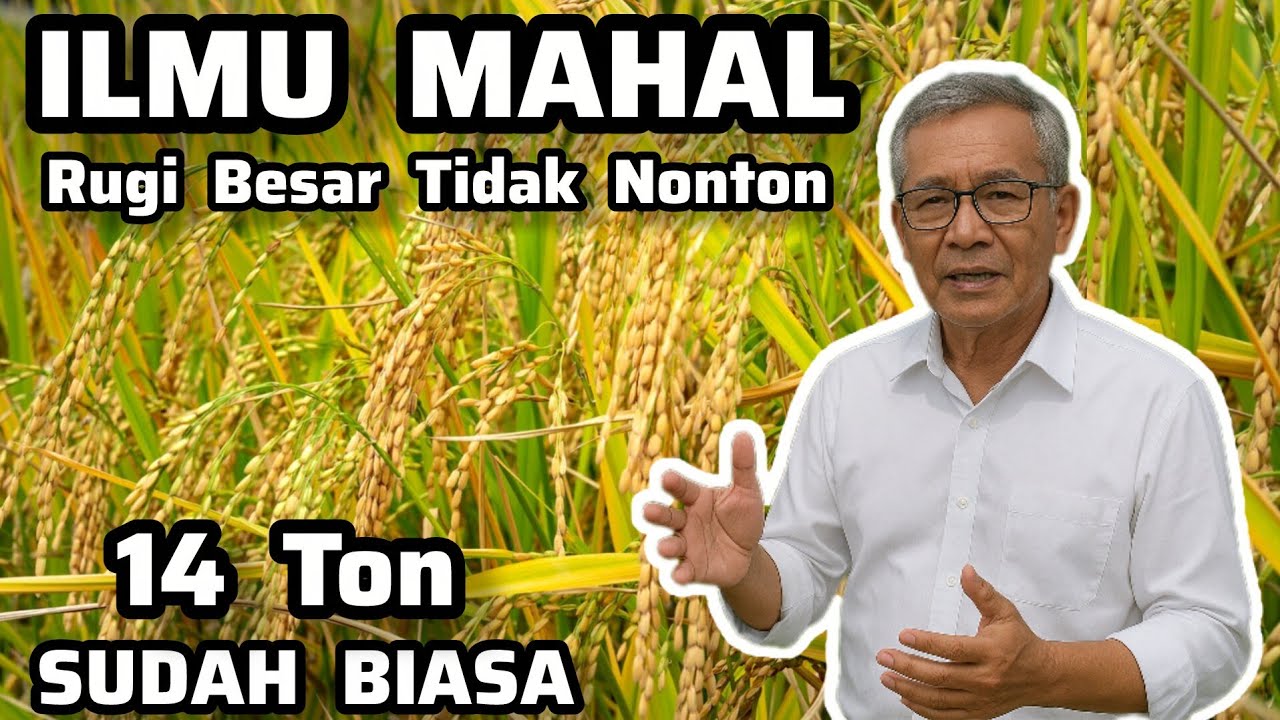 ‼️ILMU PADI SUPER LANGKA‼️Panen Tembus 14 Ton Per Hektar‼️Mulai Semai Hingga Panen‼️Pupuk + AntiHama