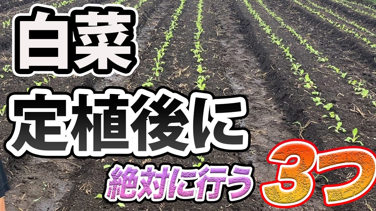 【はくさい】失敗しないために、定植後に絶対に行ってほしい3つのこと。