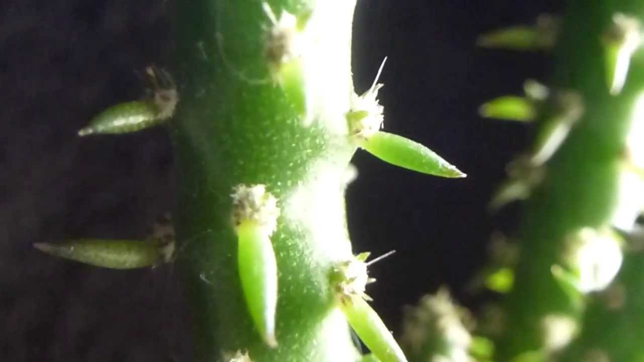 Treelike Cactus  - Austrocylindropuntia - Kaktus -  Stofukaktusar