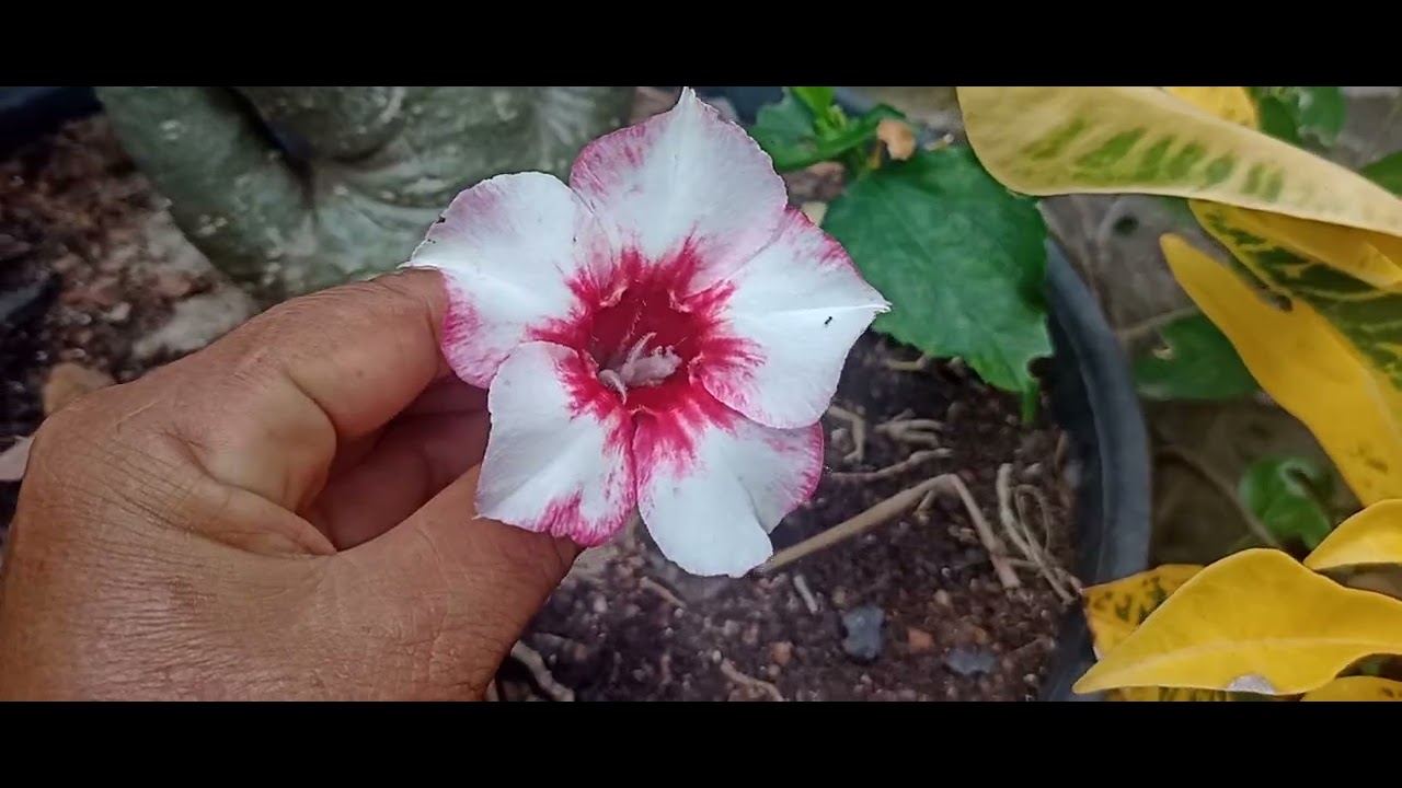 Um dia com muitas flores para todos