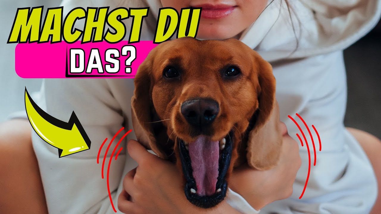 5 Dinge, die Hunde mehr hassen als  zu wenig Aufmerksamkeit 😫