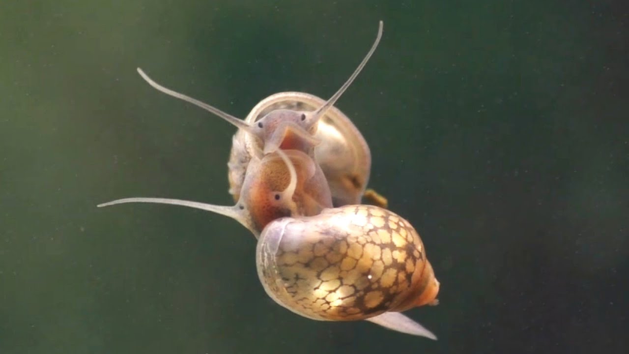 Freshwater Snails (Chapter 2) THE BLADDER SNAIL