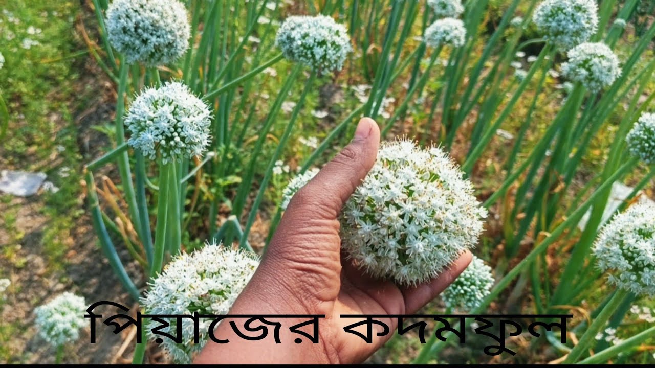 মাঠের অসাধারণ দৃশ্য ফুটে তুললাম কদম ফুলের সাথে।I got a great view of the field with the step flowers