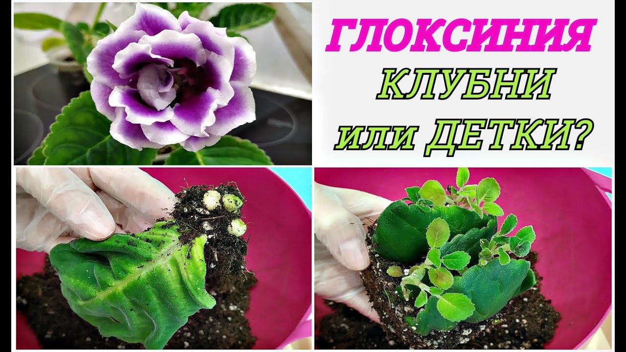 ГЛОКСИНИИ  🌺  УКОРЕНЕННЫЕ ЛИСТЬЯ 🌺 ЧТО выросло ⁉️ КЛУБНИ или ДЕТКИ⁉️