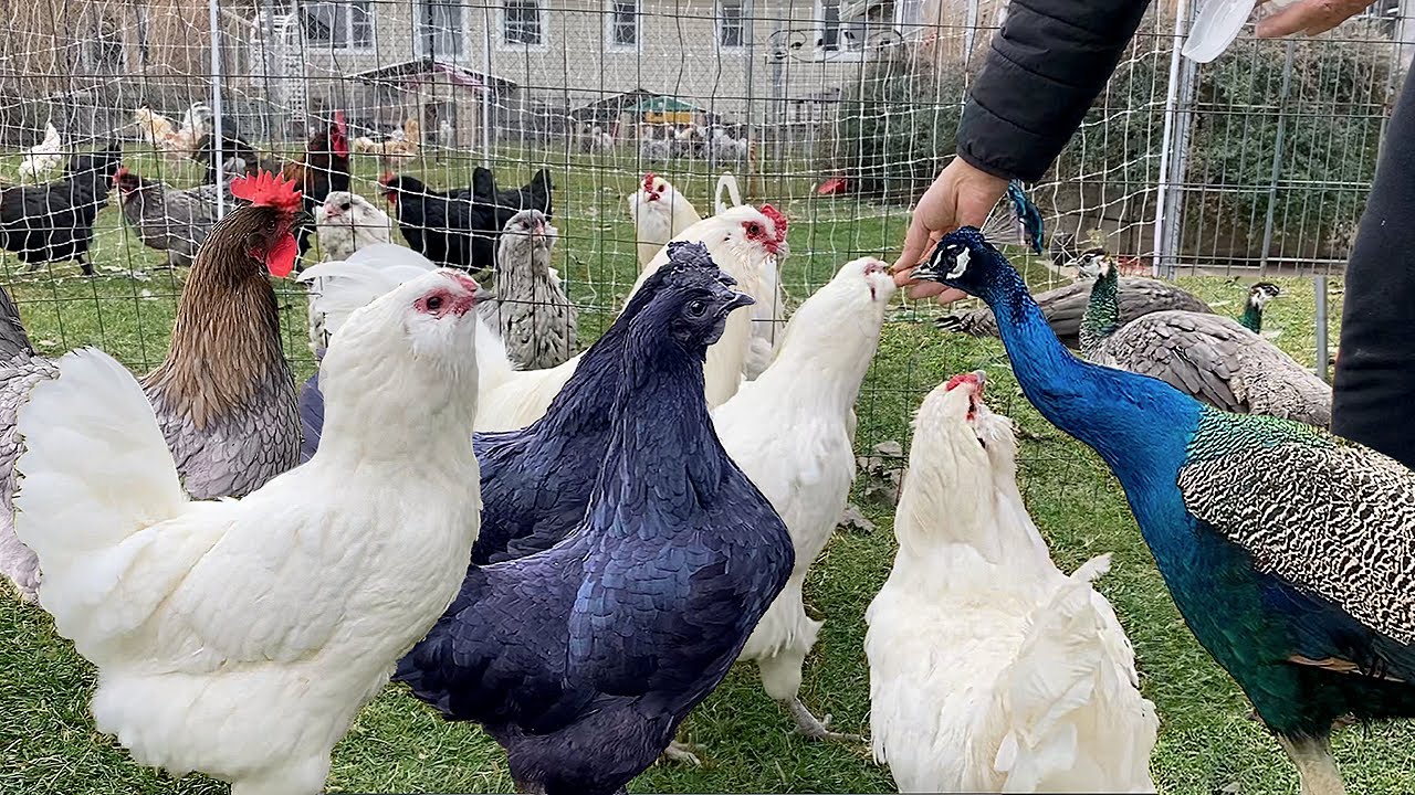 🔥 Sick Chickens? 8 Essential Steps for a Healthy Flock - Raising Organic Poultry the Right Way