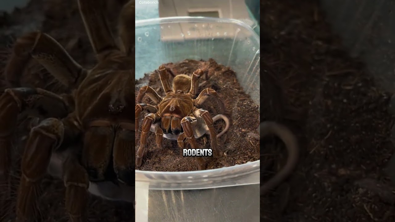 Goliath Bird-Eater: Bigger Than Your Hand 🕷️🔥 #natureismetal