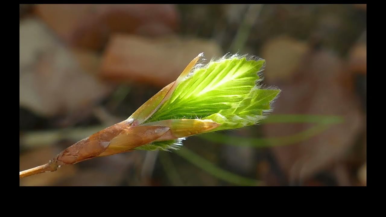 Mein Licht ist Gott / My light is God, CMPesch - Demoversion