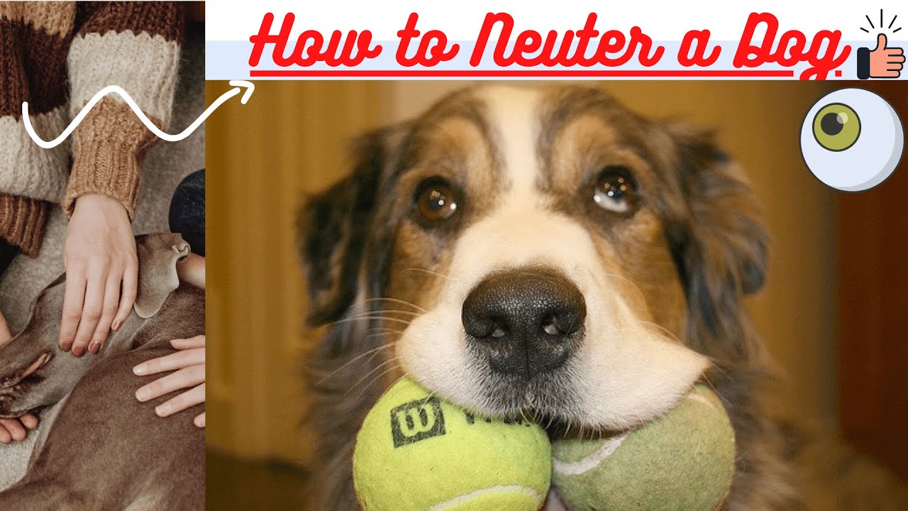 how to neuter a dog - how much does a spaying cost - how much do neuters cost
