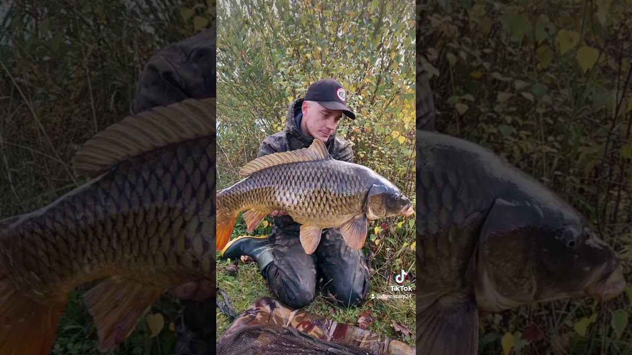 Cozmeston Bellter #20lb #fishing #carpfishing #common #carp #cardiffcitycarper #probaitsuk