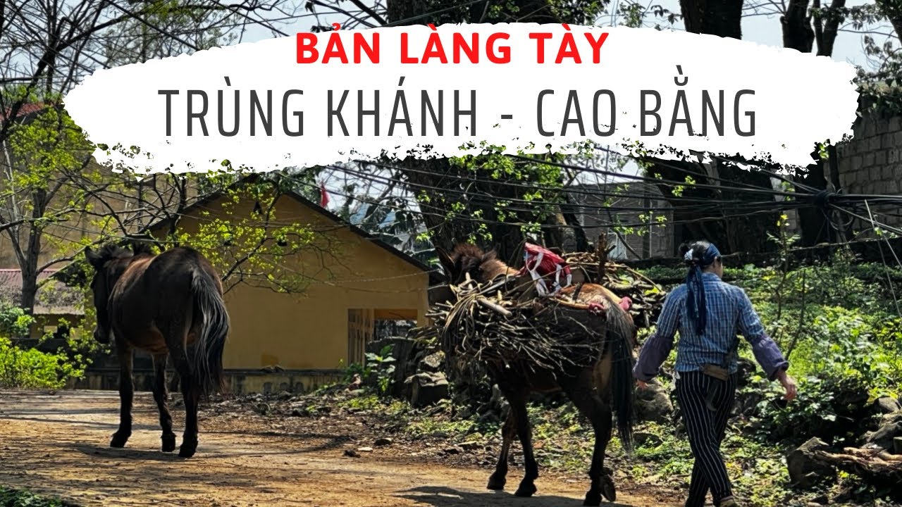 Khám phá Bản Làng người Tày ngay Biên Giới ở TRÙNG KHÁNH  - NHÀ NHÀ NUÔI NGỰA NHƯ TRONG PHIM