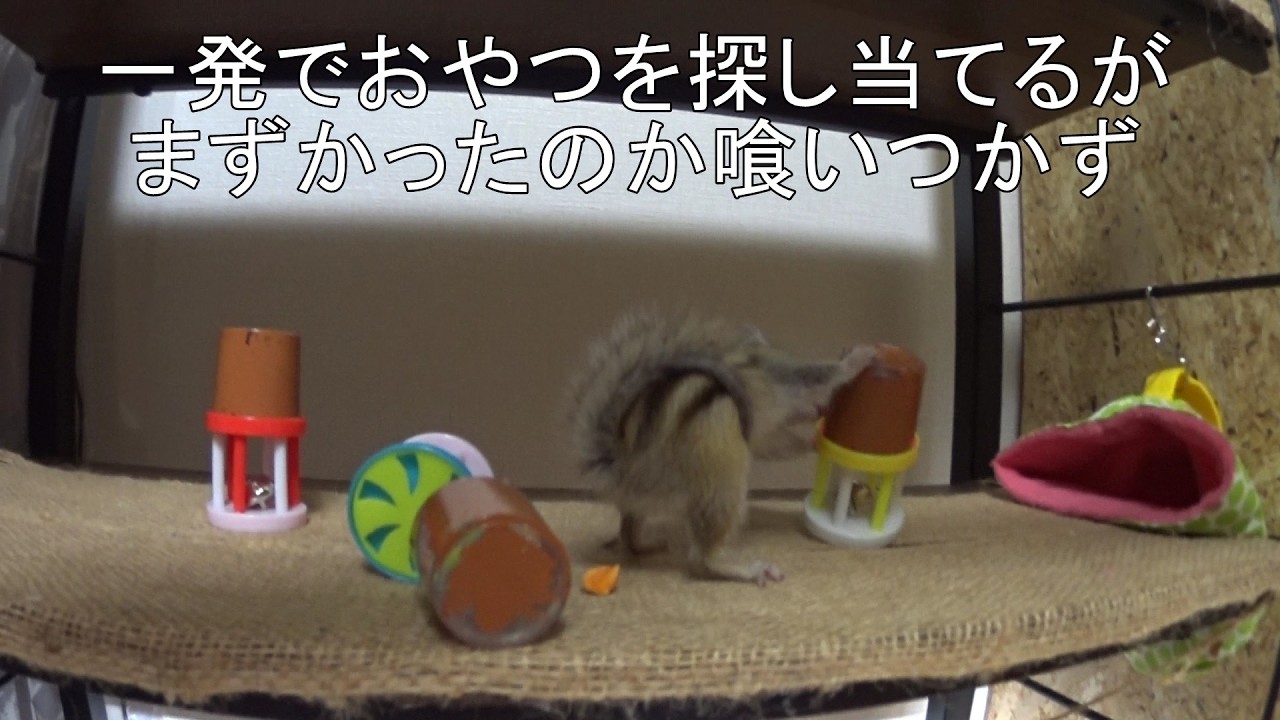 シマリス「チャッピー」 小屋の中を散策#037 2026/03/03