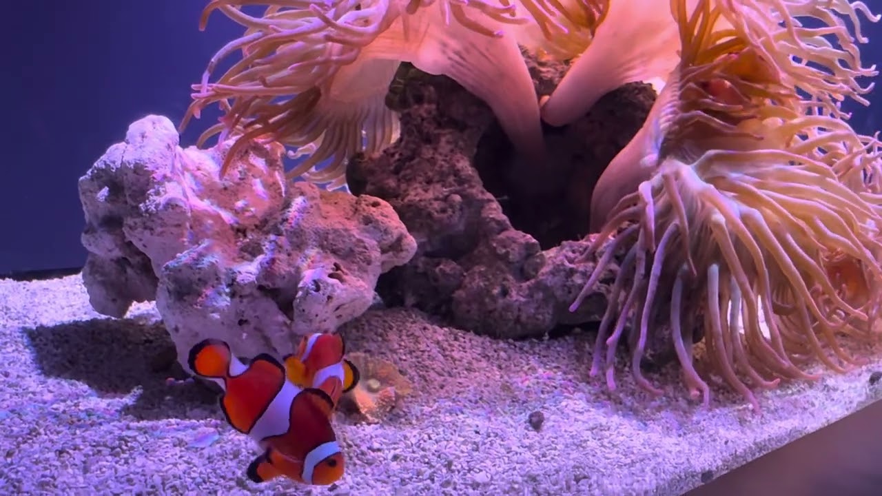Aquarium Of The Pacific 2025