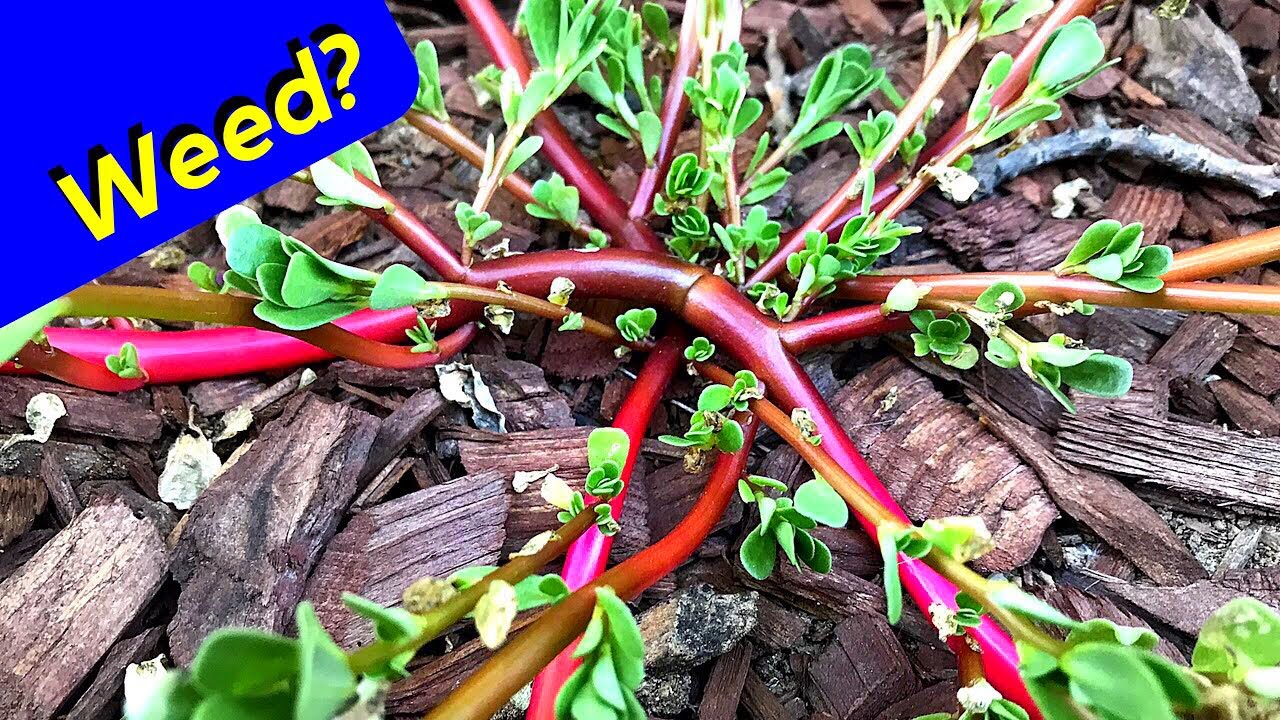 Purslane Plant Growing (Delicious)