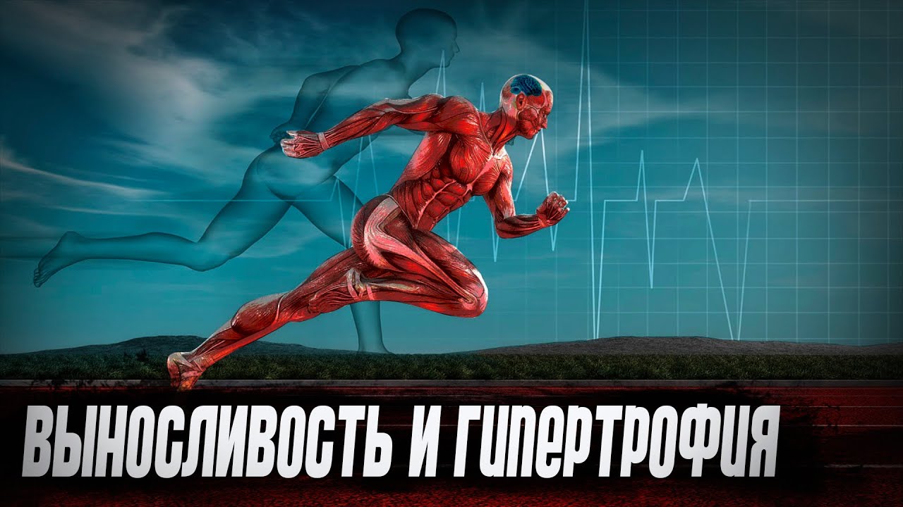 Гипертрофия и выносливость. Влияние разных типов волокон на работоспособность атлета.