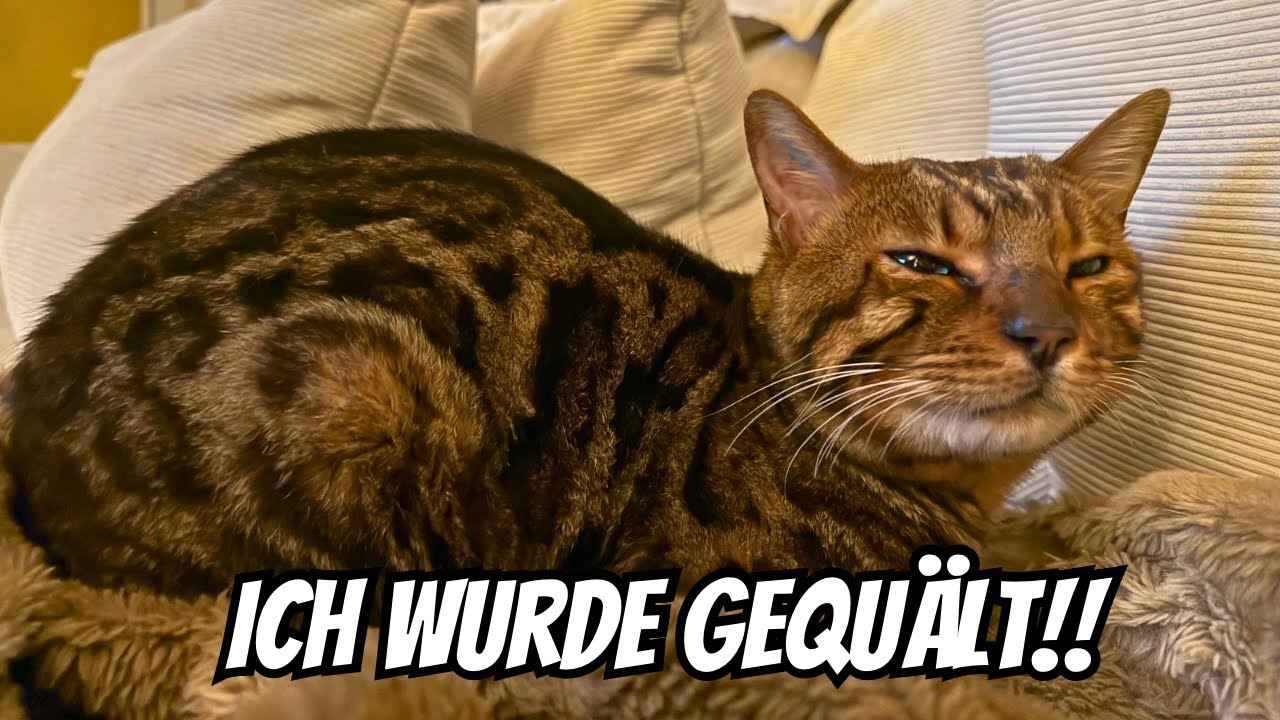 Sie haben Bali eingefangen und gequält 😩 ich bin froh, dass er noch lebt..