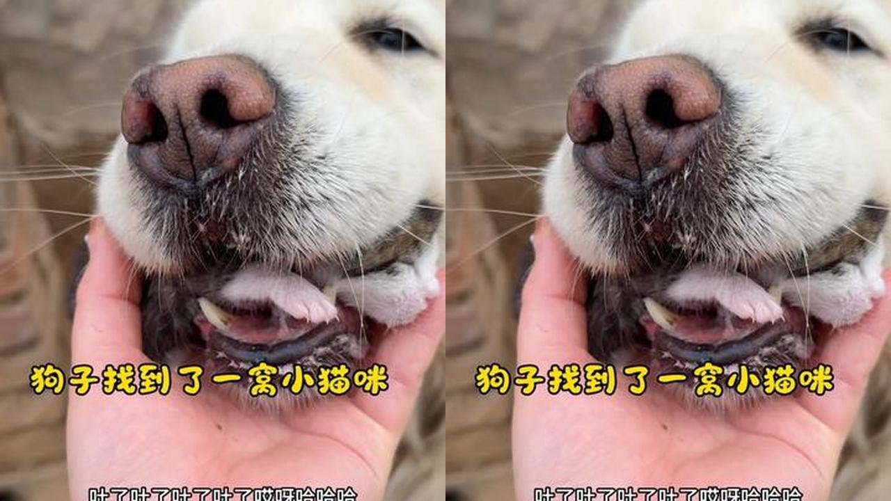 真的没有思议找不到的猫啊  思议的好朋狗八月真是帮了大忙了#万物可爱计划 #抖音萌宠嘉年华 #狗狗和猫咪#vlog十亿流量扶持计划