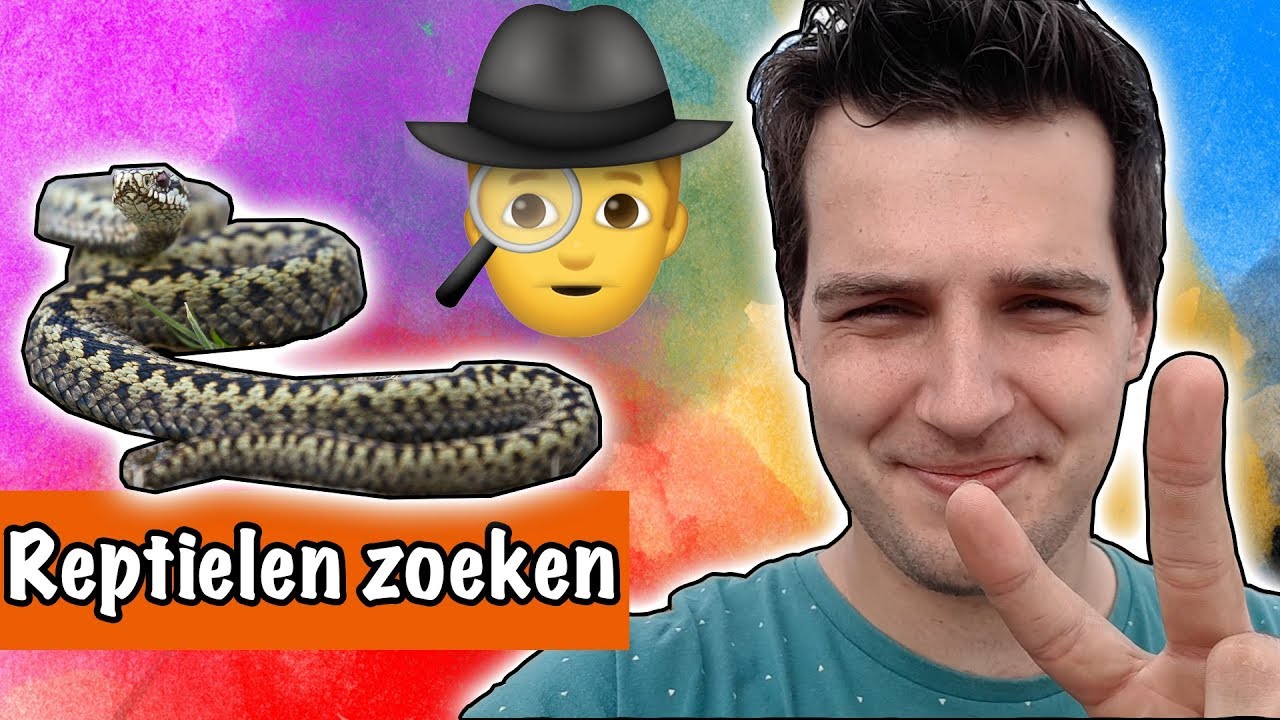 Reptielen zoeken!! GIFTIGE SLANG IN NEDERLAND | DierenpraatTV