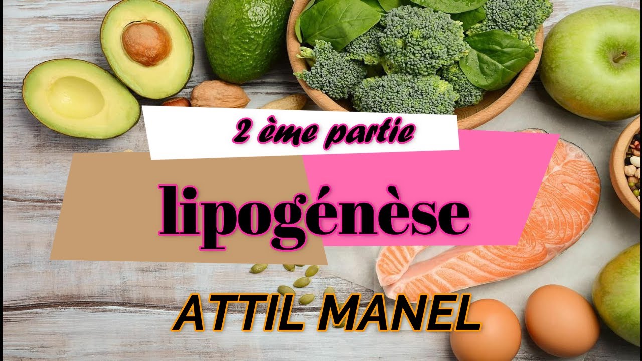 2 ème partie : Métabolisme des lipides (lipogénèse)