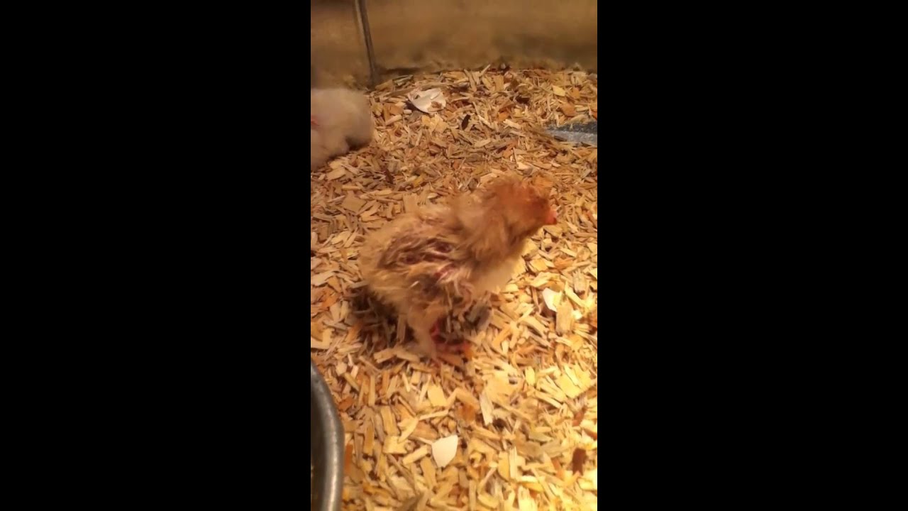 One eyed baby chick 3